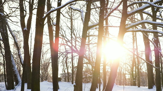 夕阳下模糊的雪花，雪花在森林里映衬着夕阳的余晖，慢动作视频素材