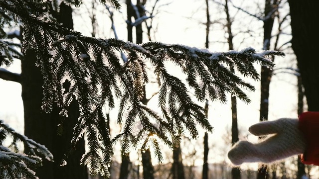 女子手拿手套用冷杉树枝抖掉雪地，动作缓慢视频素材