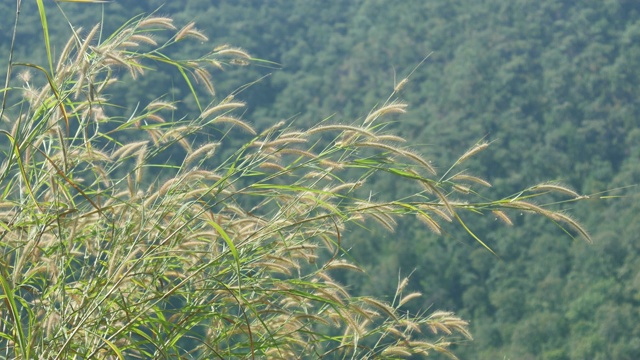 小草的花芽被风摇动视频素材