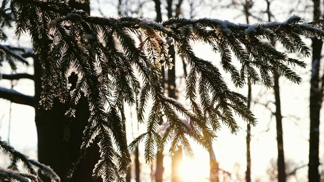 一个女人戴着连指手套摇着云杉树枝上的雪，一只手沿着蓬松的树枝拍着，慢动作视频素材