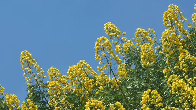 桂花在蓝天下晃动视频素材