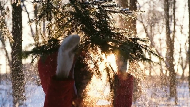 美丽的女孩摇着一根雪云杉的树枝，雪花落在女孩身上，在夕阳的背景下，慢镜头视频素材