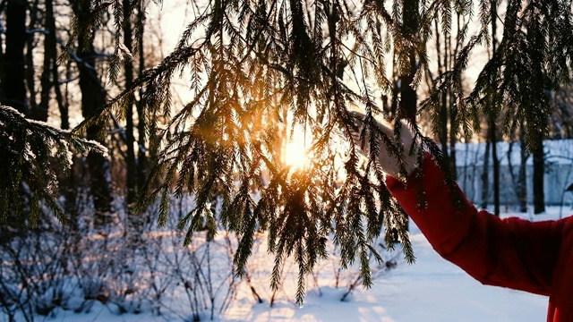 日落时，一个女人手拿手套摇云杉树枝上的雪，一只手拍着蓬松的树枝，慢镜头视频素材