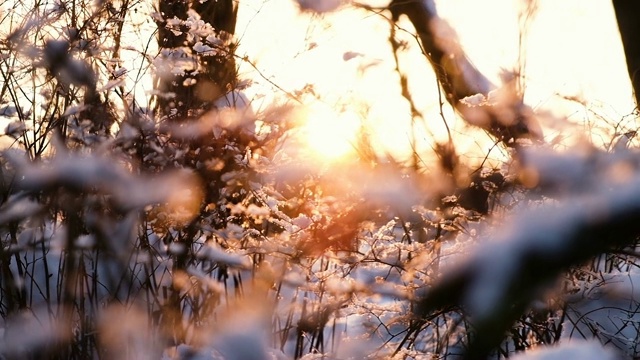 夕阳的光线穿过雪林中的树枝和灌木丛，从下往上的慢镜头视频素材