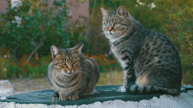 两只流浪的灰猫坐在街上视频素材