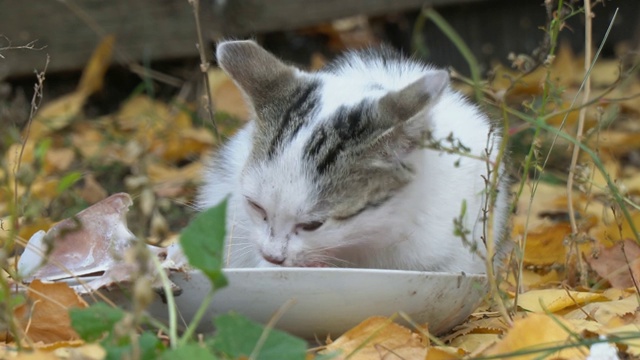 白灰猫在吃它的食物视频素材