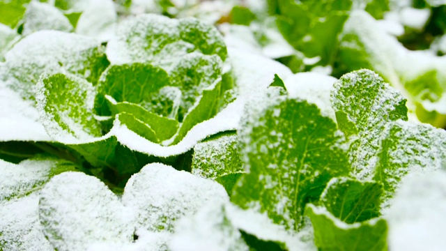 白菜田，雪视频购买