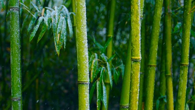 雪花飘落在竹枝上的慢镜头视频素材