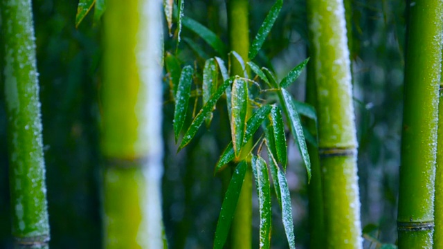 雪花飘落在竹枝上的慢镜头视频素材