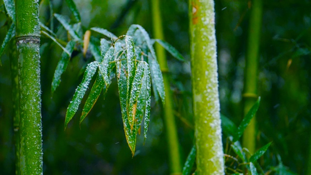 雪花飘落在竹枝上的慢镜头视频素材