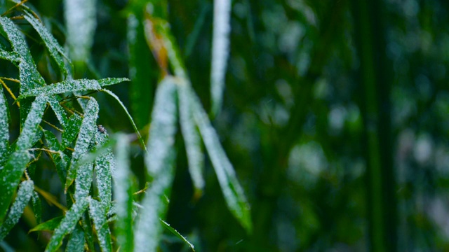 雪花飘落在竹枝上的慢镜头视频素材