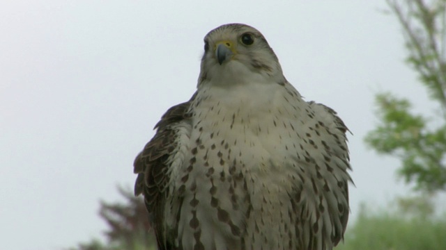 saaker Falcon特写视频素材