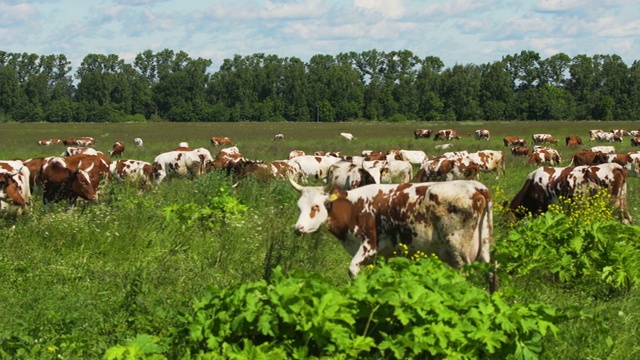 在牧场上吃草的牛视频素材