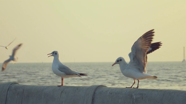 超级慢镜头海鸥飞行视频素材