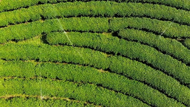 绿茶田鸟瞰图。视频素材