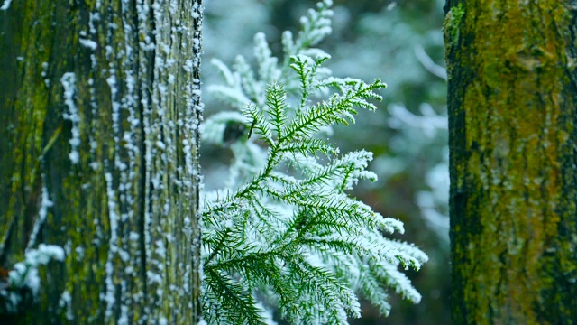 下雪的森林视频素材