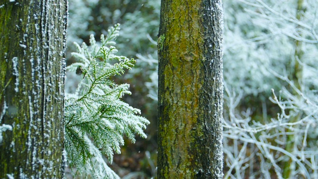 下雪的森林视频素材