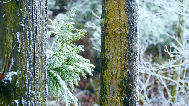 下雪的森林视频素材