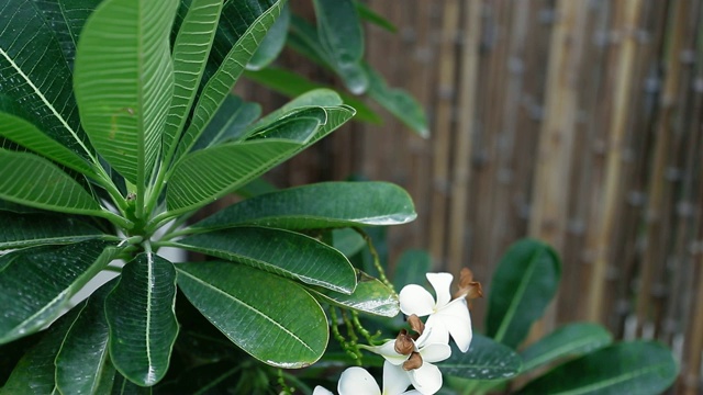 花园里的新鲜鸡蛋花视频素材