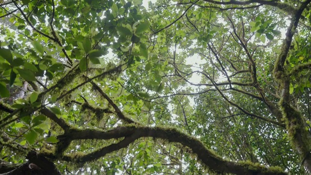 热带雨林中茂密的丛林视频素材