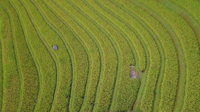 越南盐白木仓寨梯田上的稻田视频素材