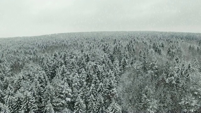 4 k。飞行和起飞上方的冬季森林在下雪的北方，空中全景视频素材