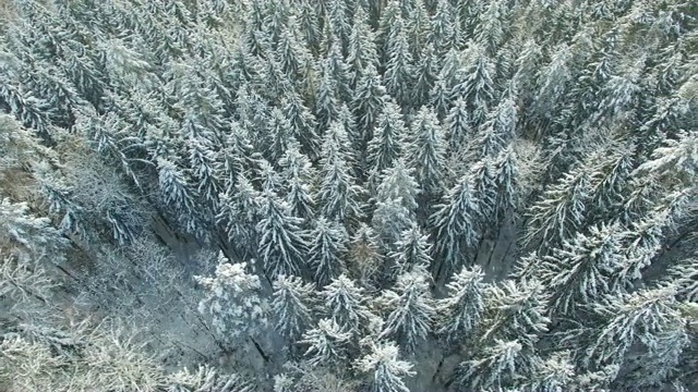 4 k。飞行上方轻冬季森林在下雪的北部，空中全景视频素材