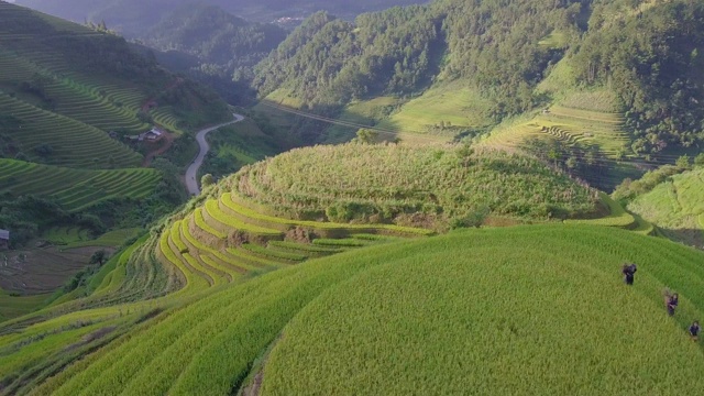 越南的梯田景观视频素材