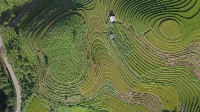 越南的梯田景观视频素材