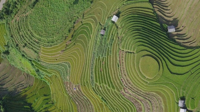 越南的梯田景观视频素材