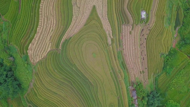 俯瞰美丽的越南风景和梯田视频素材