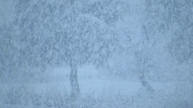 雪覆盖了树木视频素材