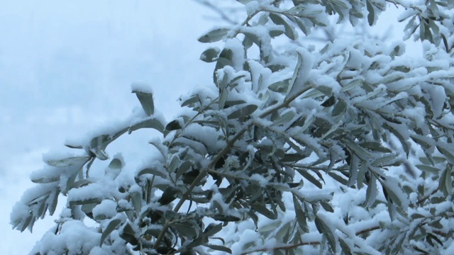 美丽的雪覆盖在树叶上视频素材