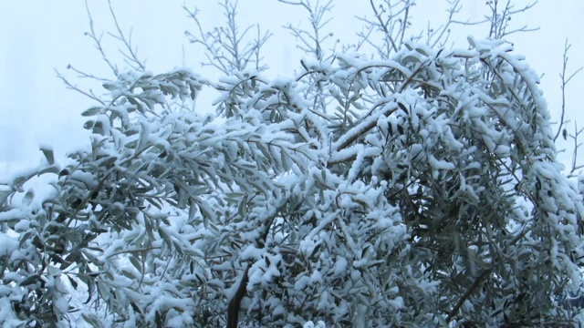 美丽的雪覆盖在树叶上视频素材