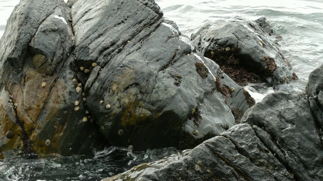 海岸边的海岩上有小蛤和软体动物视频素材