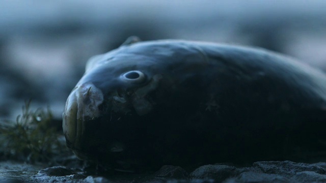 死鱼躺在海边，全球环境污染问题，特写视频素材