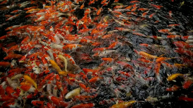 锦鲤，花式鲤鱼在池塘里游泳视频素材