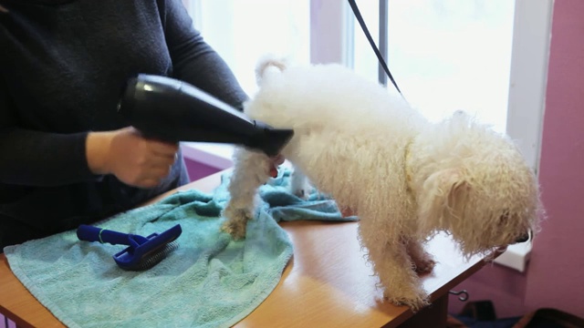 美容师用吹风机吹干比雄犬，梳理多余的羊毛视频素材