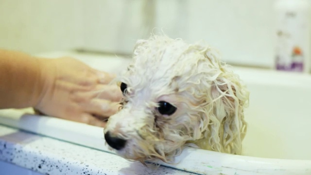 浴室里的比熊犬。洗狗。女人在浴室里洗澡。湿白狗的肖像视频素材