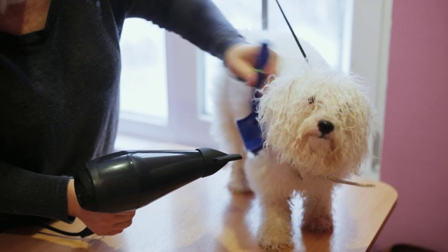 洗澡后，女美容师用吹风机吹干比雄犬的毛发视频素材