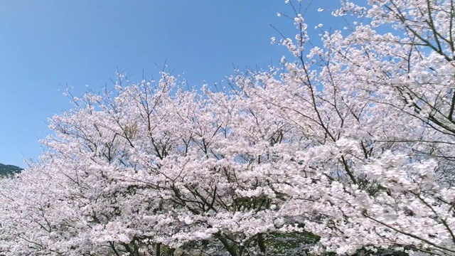 樱花盛开的风景视频购买