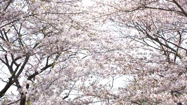 美丽的樱花，樱花，春天在日本东京视频素材