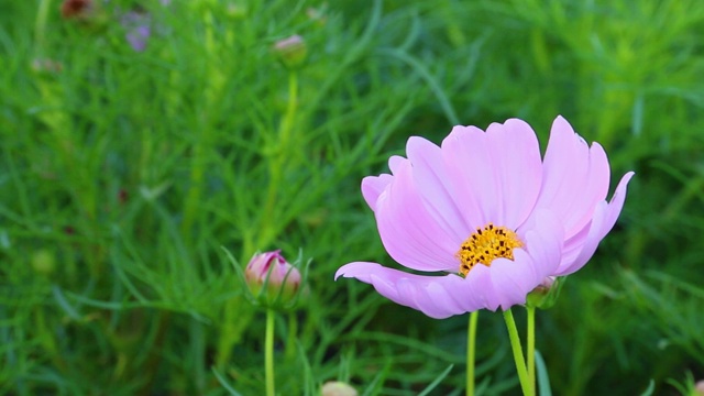 花园里的宇宙花视频素材