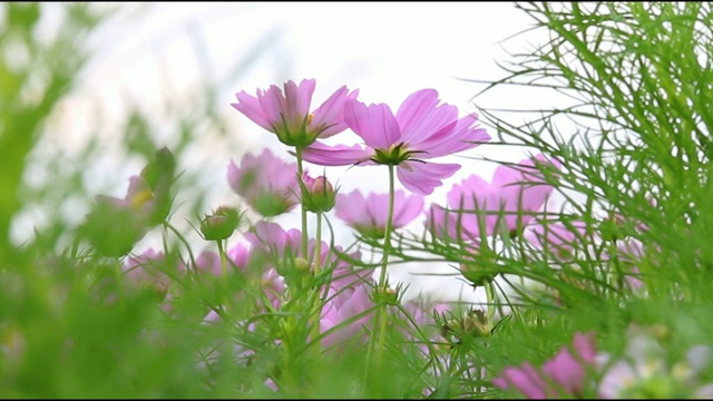 花园里的宇宙花视频素材