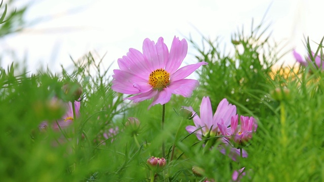 花园里的宇宙花视频素材