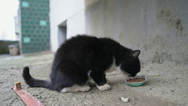 喂流浪猫。流浪猫吃湿罐头给猫吃。视频素材