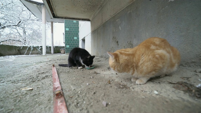 喂流浪猫。流浪猫吃湿罐头给猫吃。视频素材