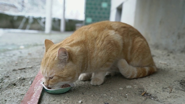 喂流浪猫。流浪猫吃湿罐头给猫吃。视频素材