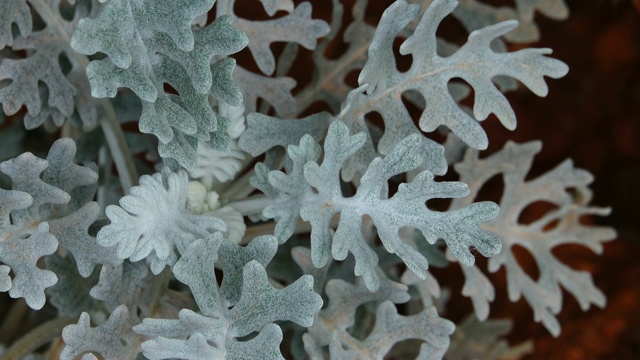 雪花一样的植物视频素材