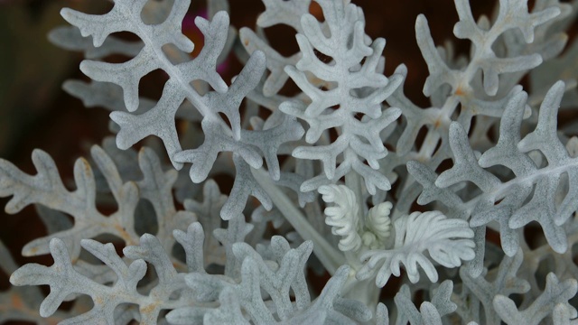 雪花一样的植物视频素材